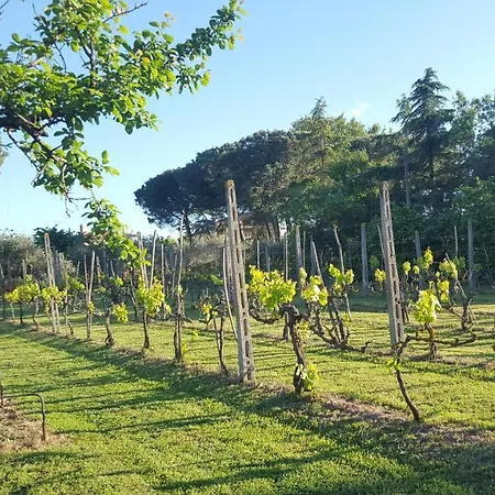 The Olive Grove *