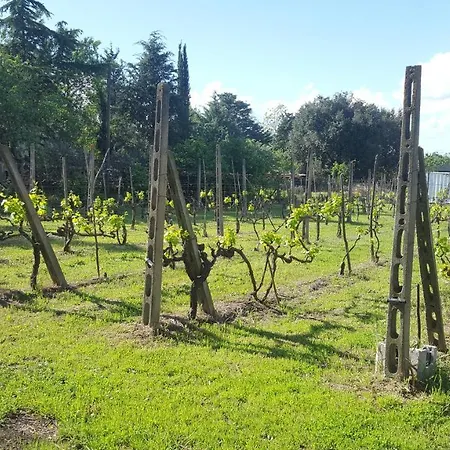The Olive Grove Daire