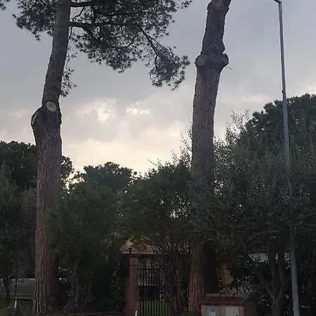 The Olive Grove Castiglione del Lago